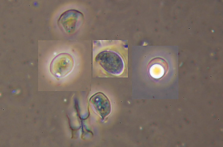 Miniera di Gambatesa 39